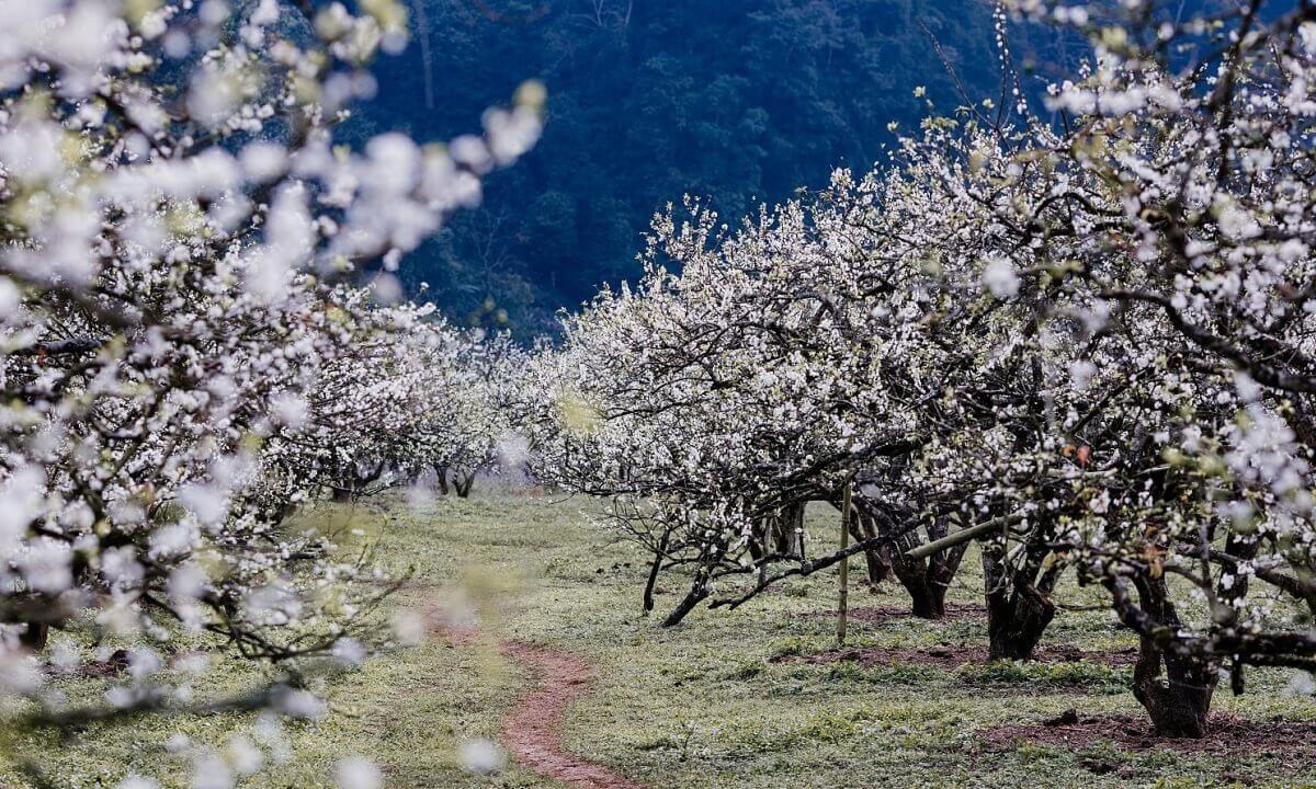 Printemps