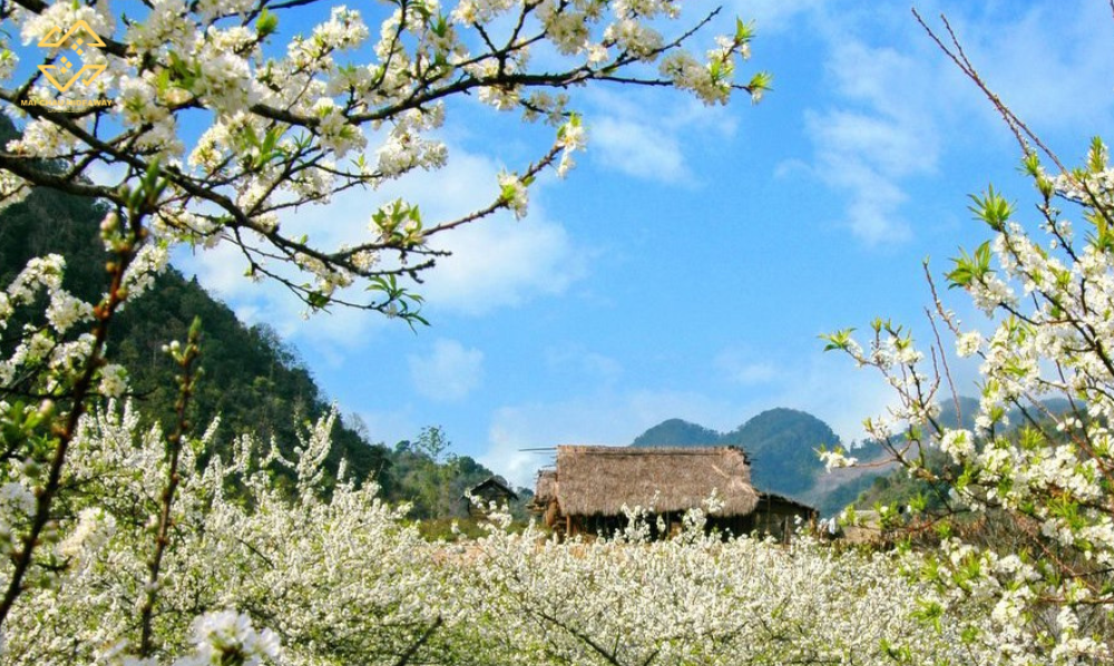 Mai Chau Blossoms with White Ban Flowers