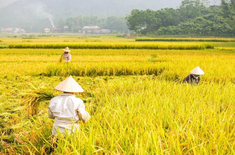 Mai Châu mùa lúa chín: Thời điểm đẹp nhất, địa điểm ngắm lúa và kinh nghiệm du lịch
