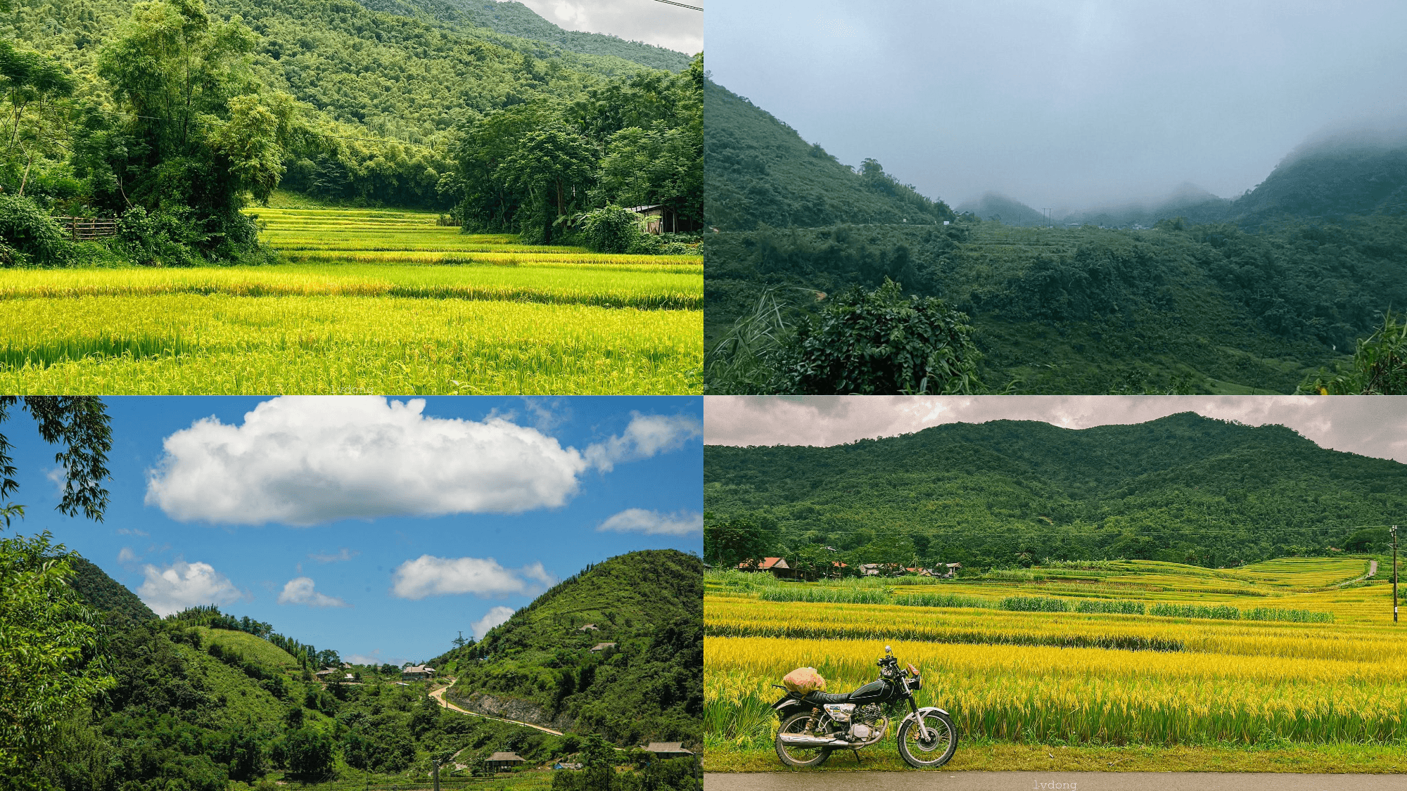 Lush green and golden seasonal views across the rice terraces of Son Ba Muoi (Source: Collected)