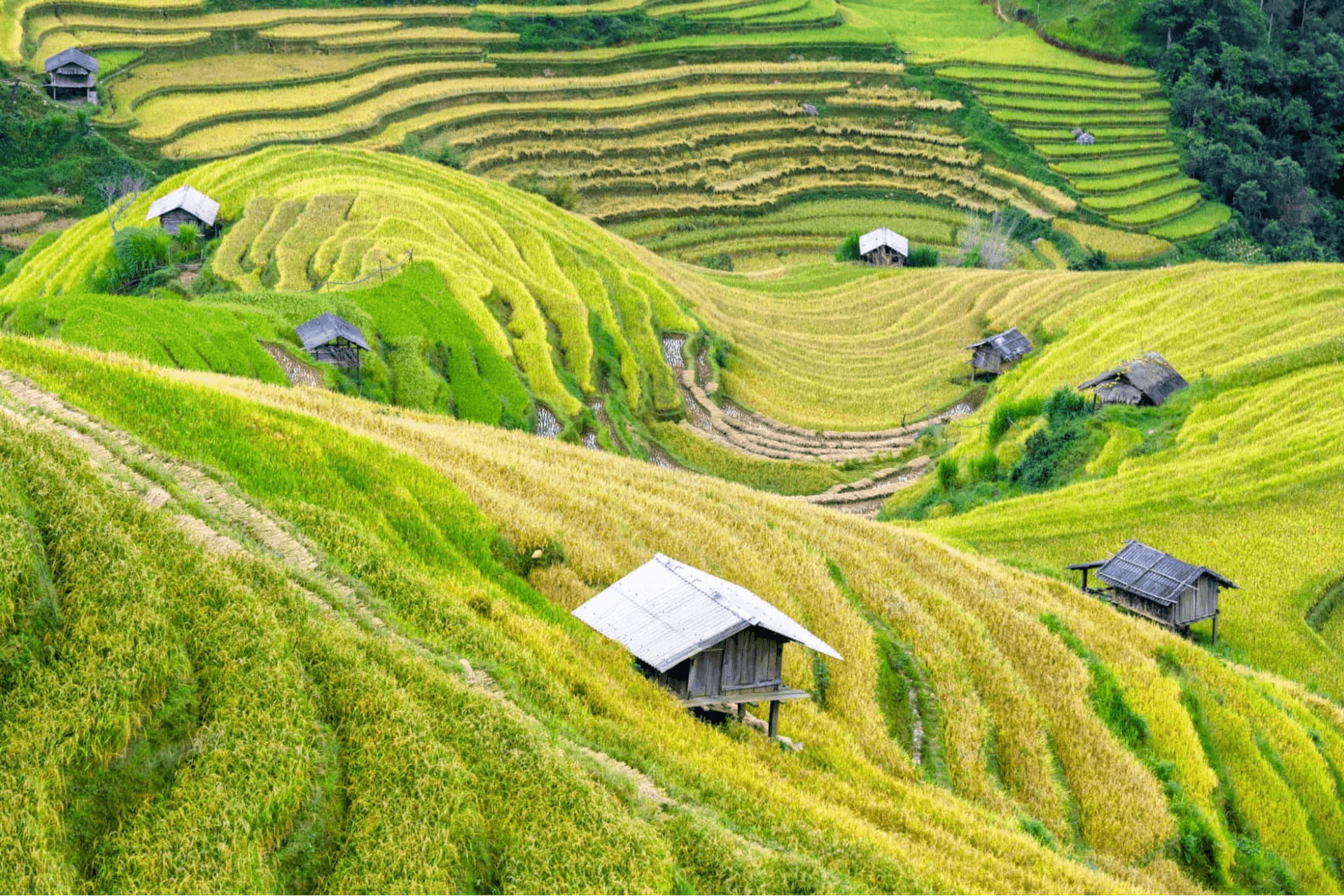 Stunning rice terraces wrapping around local stilt houses in the highlands.