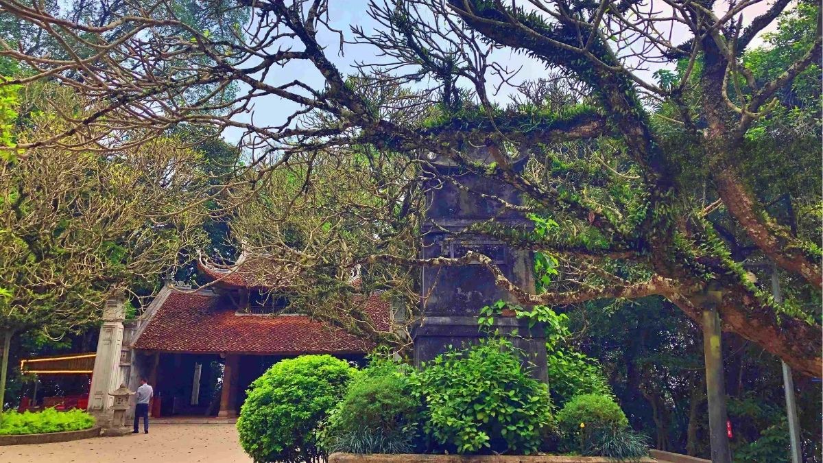 The ancient cycad tree on Nghia Linh Mountain, Hung Temple (Source: Cong dan & Khuyen hoc Magazine)