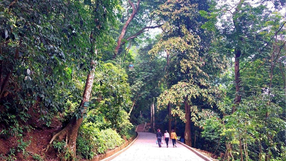 Preserved historical, cultural, and environmental forest (Source: Cong dan & Khuyen hoc Magazine)