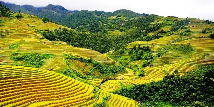 Field conditions vary, ask for a recent local photograph before planning a rice-season visit (Source: Collected) Field conditions vary, ask for a recent local photograph before planning a rice-season visit (Source: Collected)