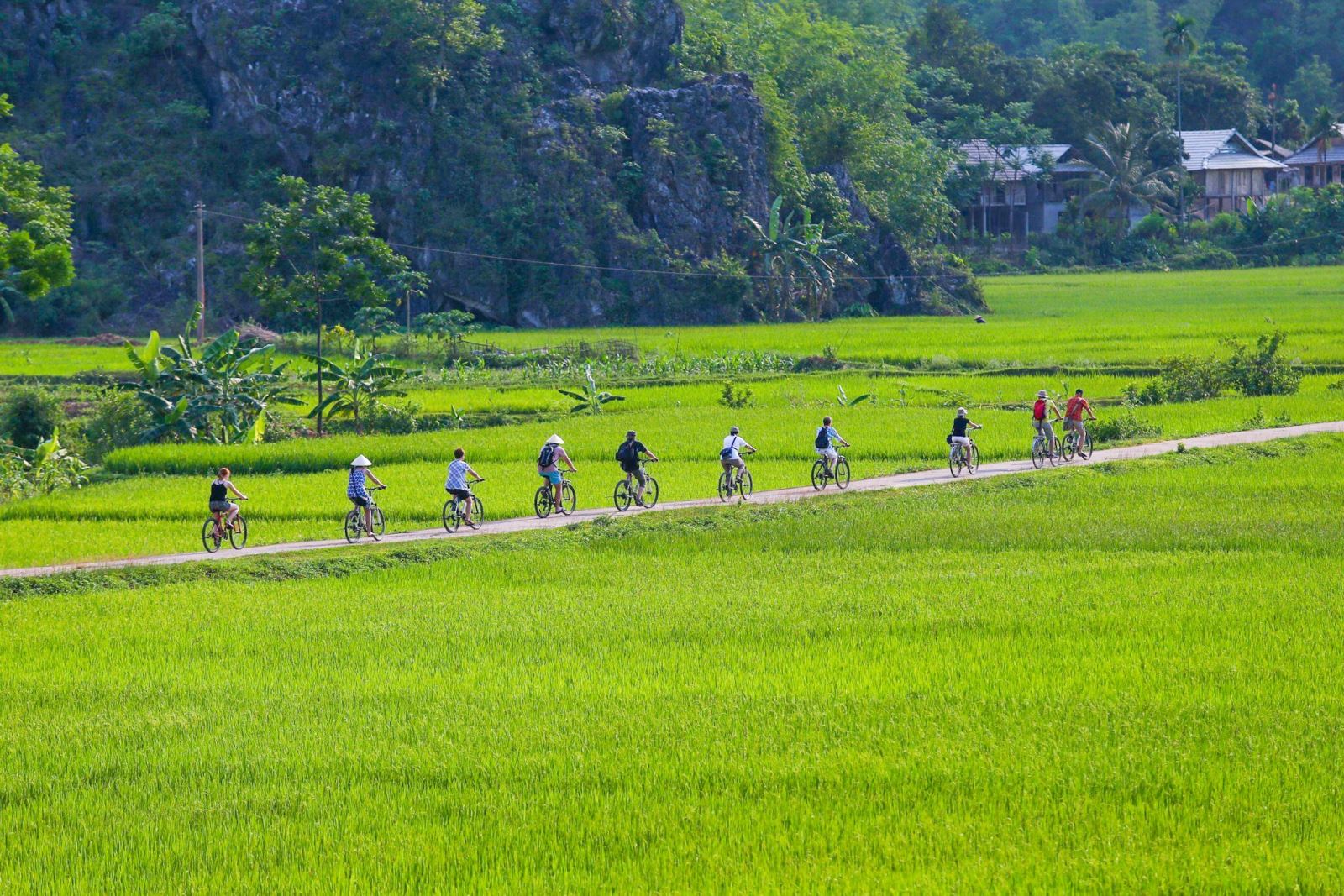 Cycling through Mai Chau's rice fields, with Thai stilt houses lining the valley floor Cycling through Mai Chau's rice fields, with Thai stilt houses lining the valley floor