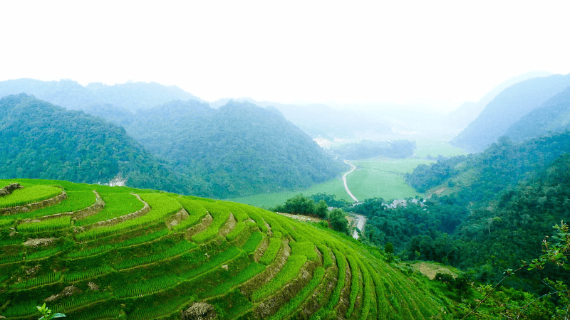 Hoa rừng nở rộ trên Lũng Vân (Nguồn: Traveloka)