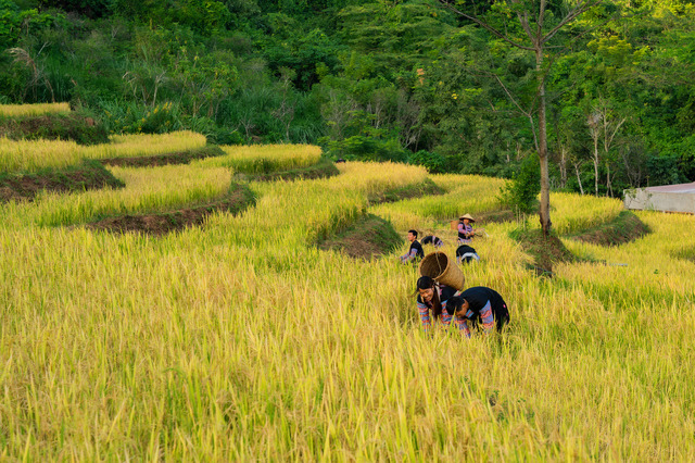 Mai Châu tháng 11 có gì? Có các cánh đồng lúa chín vàng 