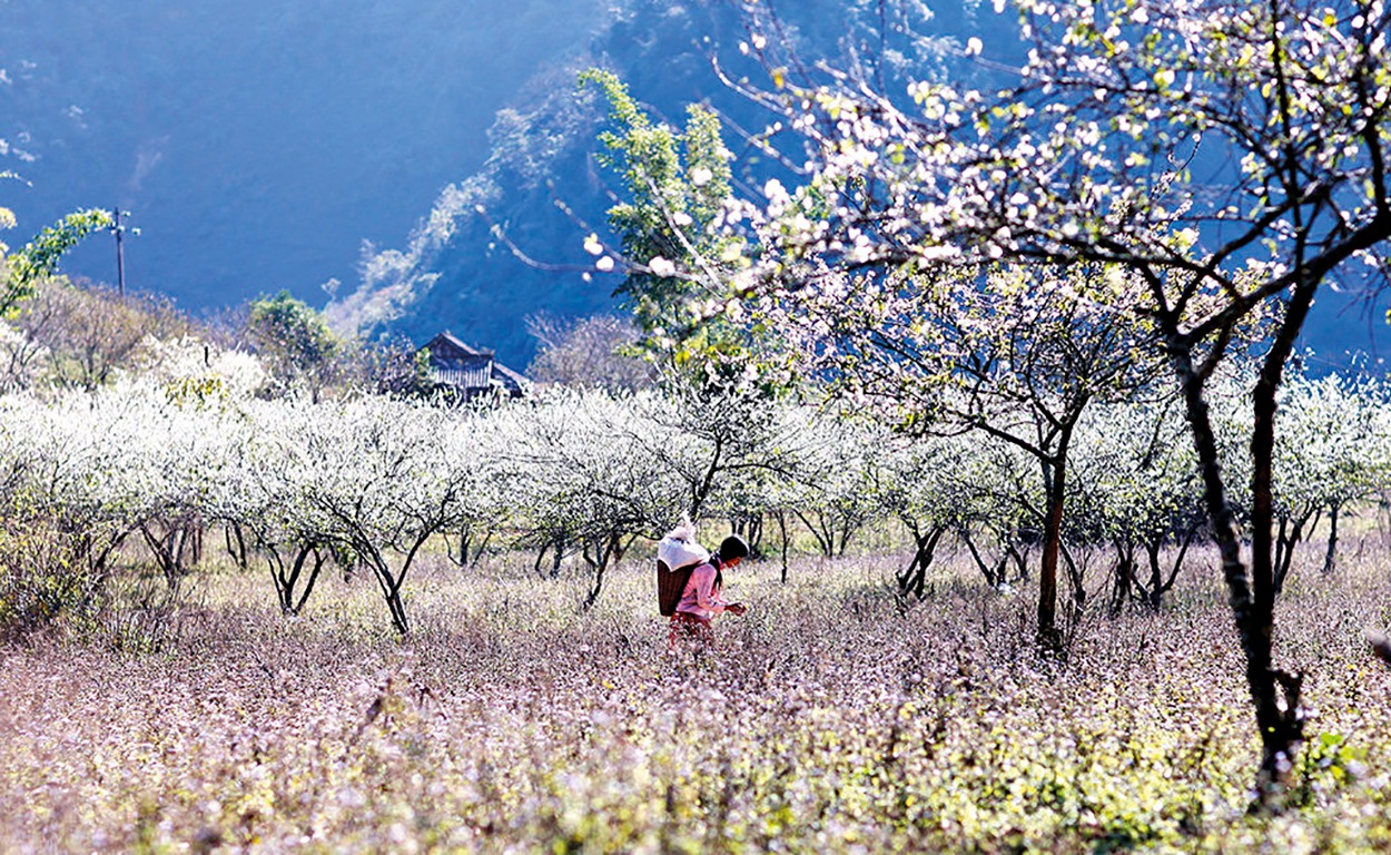 Những loài hoa thi nhau nở rộ khắp núi rừng Mai Châu vào tháng 12