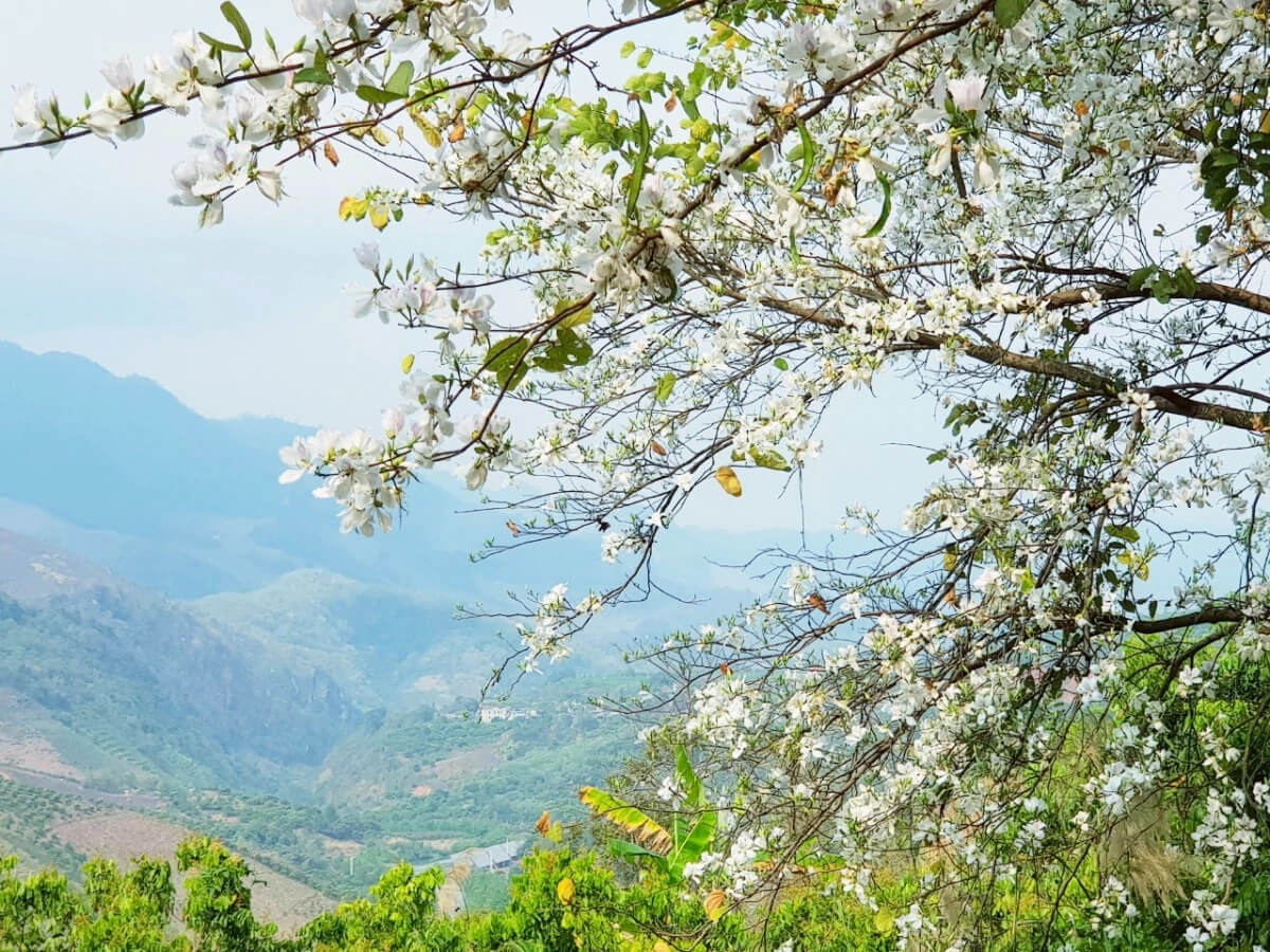 Mai Châu tháng 3 là mùa hoa ban nở rộ khắp núi rừng