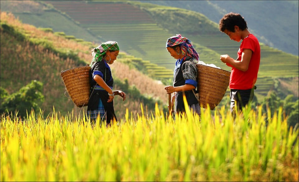 Mai Châu tháng 8 xanh mướt xen lẫn sắc vàng của lúa chín