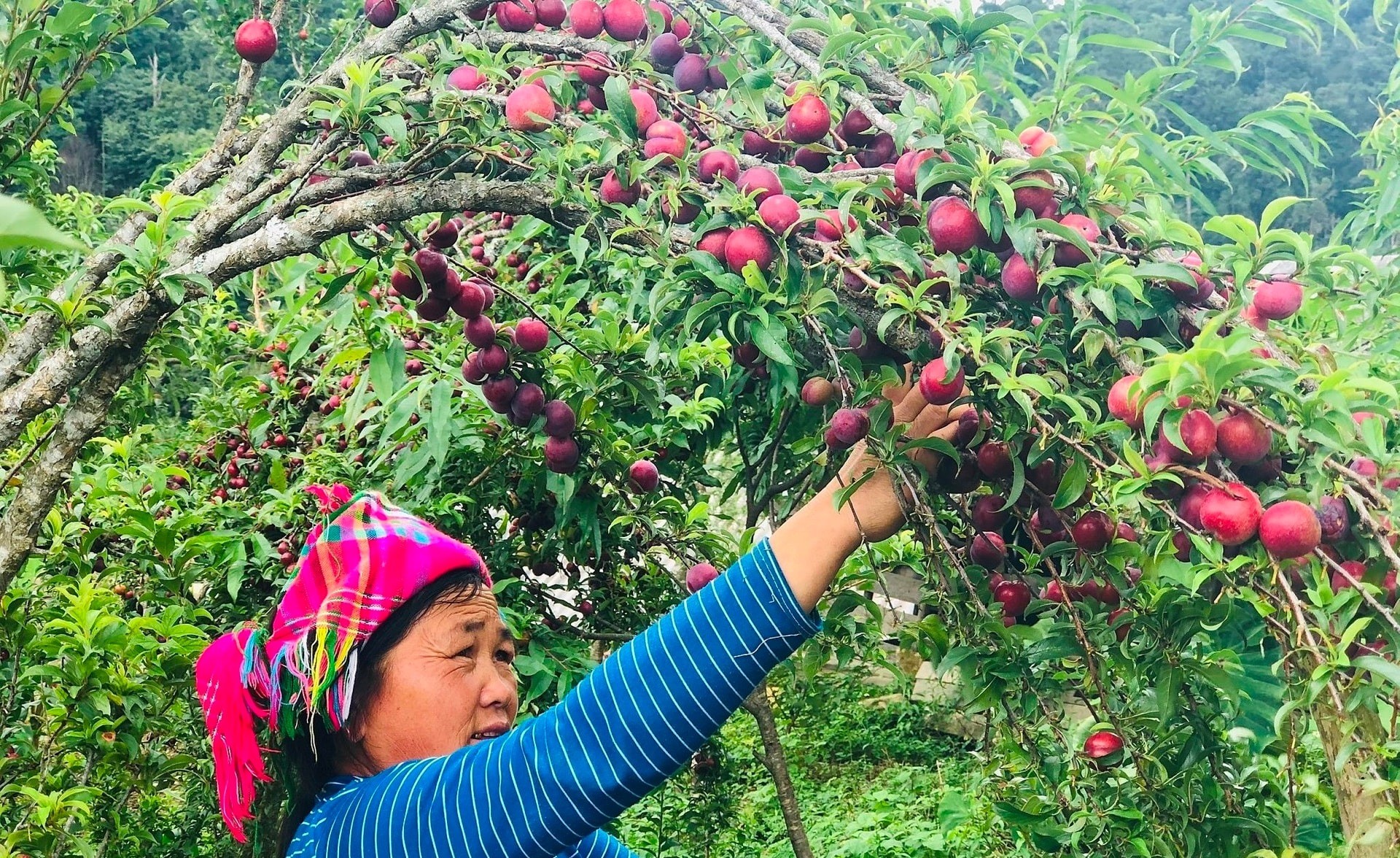 Người dân hái cành mận sai trĩu quả