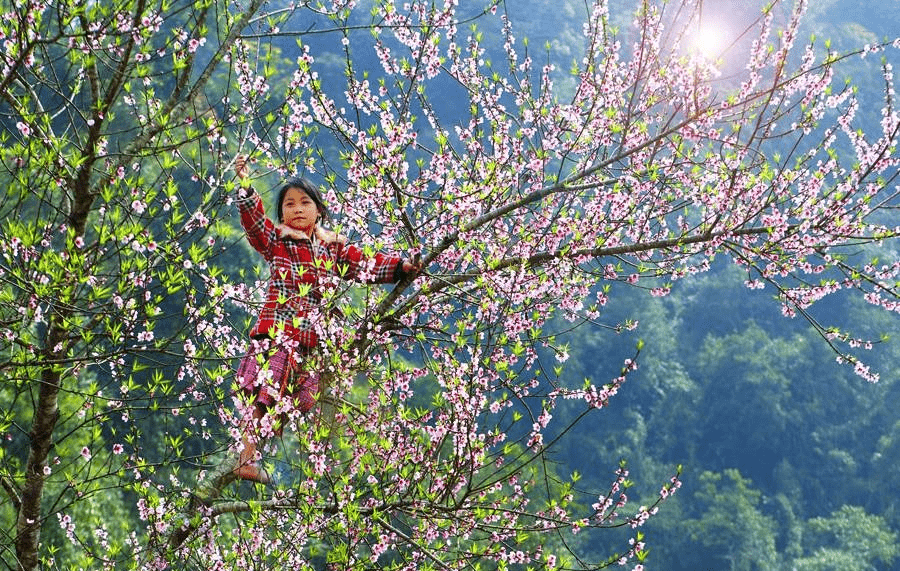 Hoa đào nở rộ khoe sắc