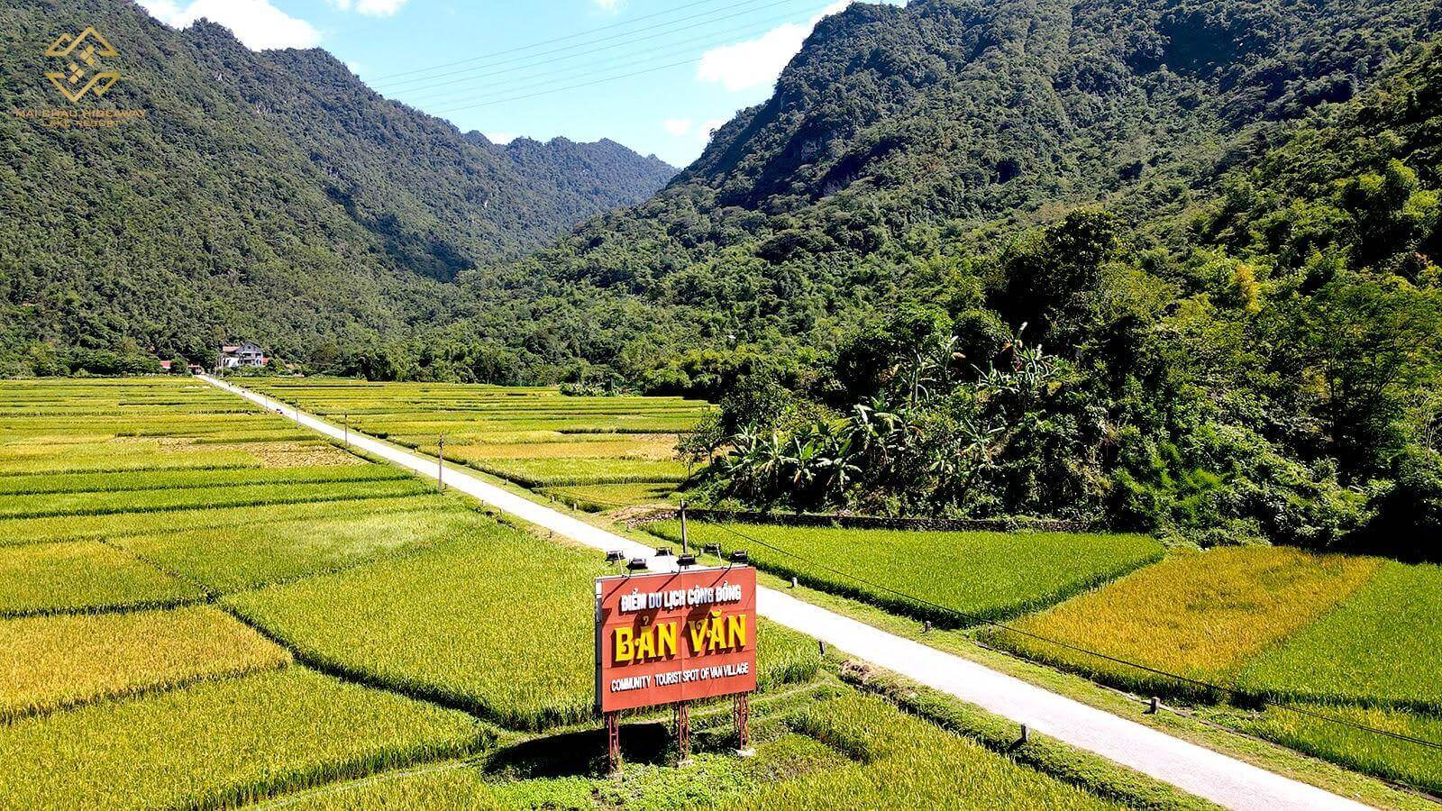 Endless golden rice fields in Van village 
