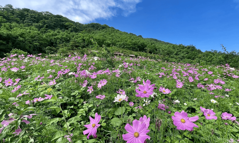 Thời điểm đẹp nhất để đi đồi hoa xóm Mừng (Nguồn: Vn Express)