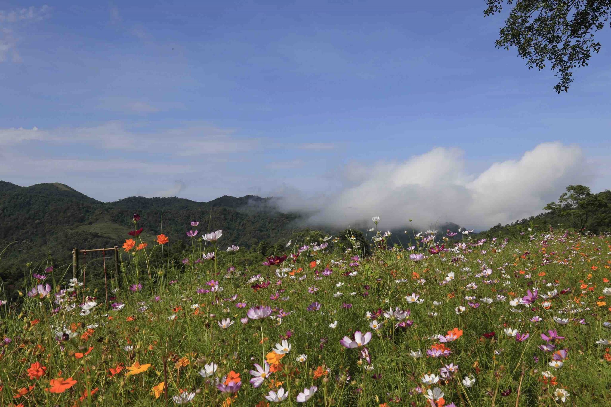 Kinh nghiệm đi đồi hoa xóm Mừng hữu ích