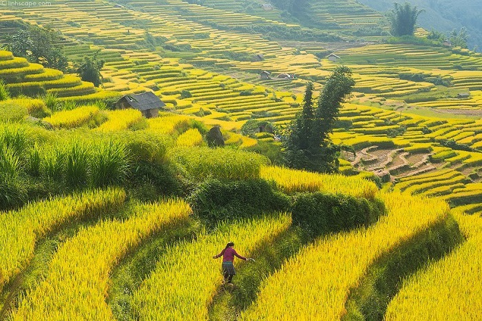 Mùa thu là thời điểm đẹp nhất để du lịch ẩm thực Tây Bắc Mùa thu là thời điểm đẹp nhất để du lịch ẩm thực Tây Bắc