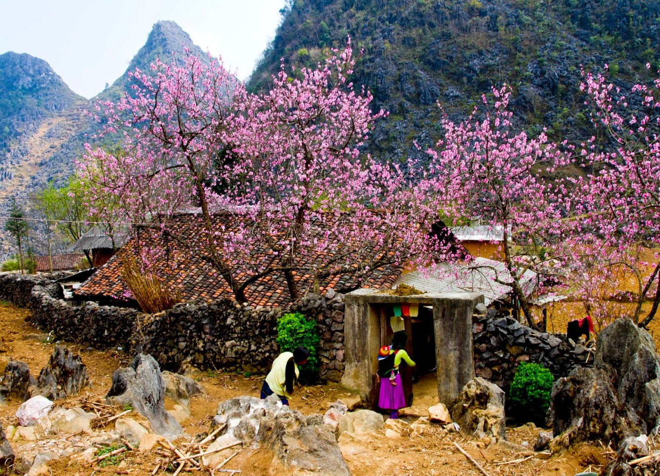 Hoa đào mùa xuân Tây Bắc Hoa đào mùa xuân Tây Bắc