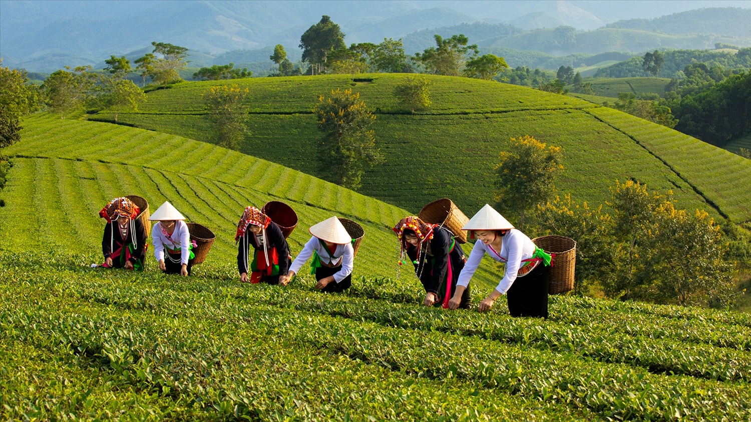 Trải nghiệm hái chè và tham quan quy trình sản xuất